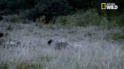 african cats big cat week GIF by Nat Geo Wild 