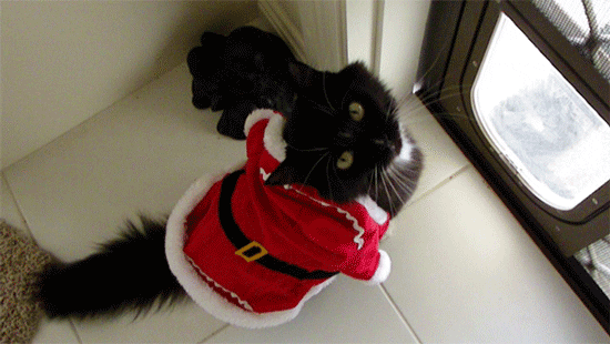 christmas cat GIF