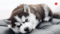 Can You Watch These Puppies Without Smiling?