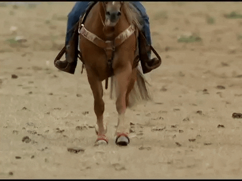 Country Music Cowboy GIF by Kacey Musgraves
