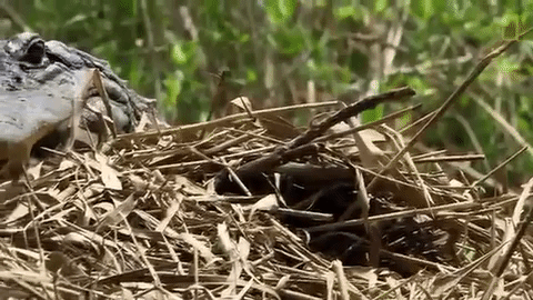 national geographic alligator GIF by Nat Geo Wild