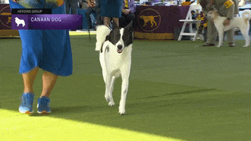Dogs Canaan GIF by Westminster Kennel Club