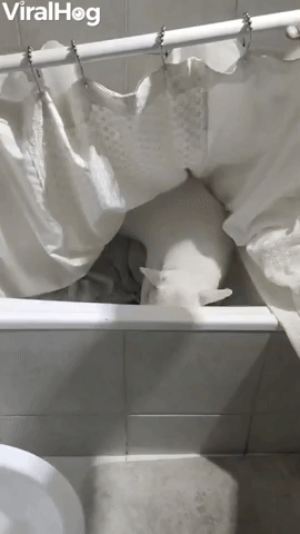 Dog Finding Toy in Bathtub Gets Covered by Shower