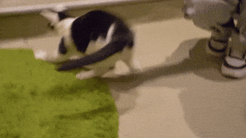 Cat Cafe GIF by Wired Productions