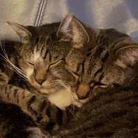 Cat Touching GIF