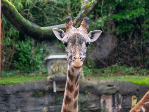 bixfrankonis giphygifmaker giraffe exhale masai giraffe GIF