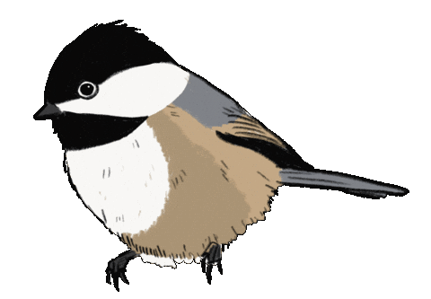 Birdtalk Sticker by girlinwhiteglasses