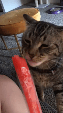 cat mind freeze GIF