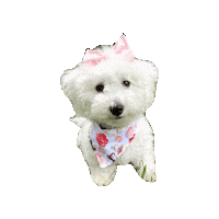 Beauty And The Beast Dogs Sticker by Geekster Pets