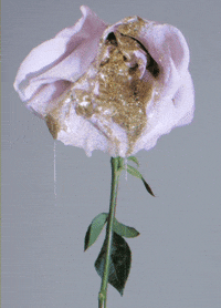johnartur love romance gold sparkle GIF