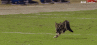 Happy National Football League GIF by Baltimore Ravens