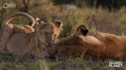 Grooming Episode 2 GIF by PBS