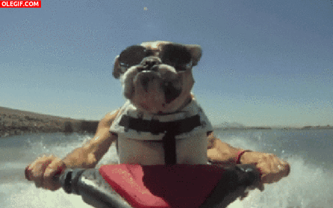 Video gif. We look up at a dog wearing goggles and looking tough as it holds the handles of a jet ski while a wake sprays up behind it.