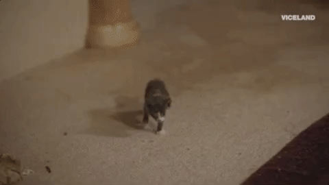 viceland GIF by Hamilton's Pharmacopeia