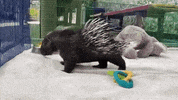 Hungry Drink GIF by San Diego Zoo