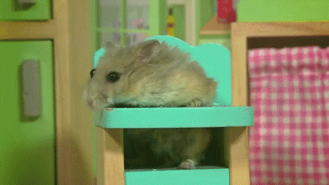 house hamster GIF