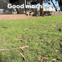Good Morning Corgi GIF