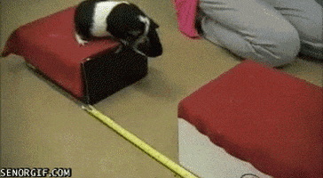 guinea pig win GIF by Cheezburger