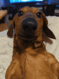 KantoLegend_ dog vibes puppy doggo GIF