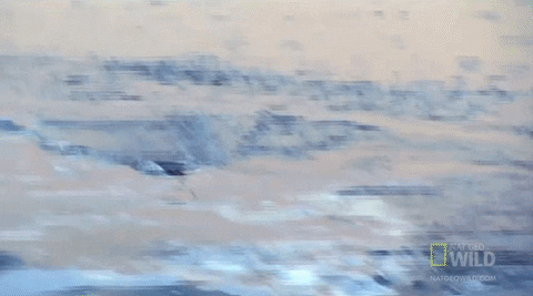 worldâs deadliest GIF by Nat Geo Wild 