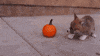 Puppy Pumpkin GIF