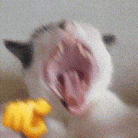 Cat Xd GIF
