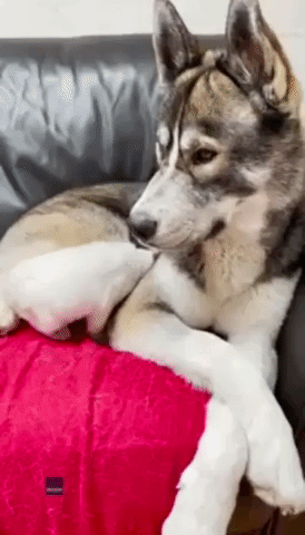 Dog and Kitten Become Instant Pals in Adorable First Meeting