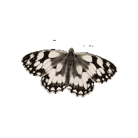 savebutterflies summer animals nature animal Sticker