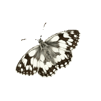 savebutterflies summer animals nature animal Sticker