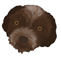 Golden Retriever Blink Sticker