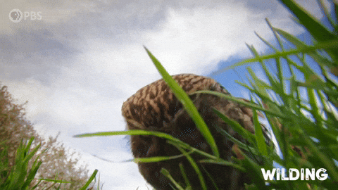 Worm Wilding GIF by PBS