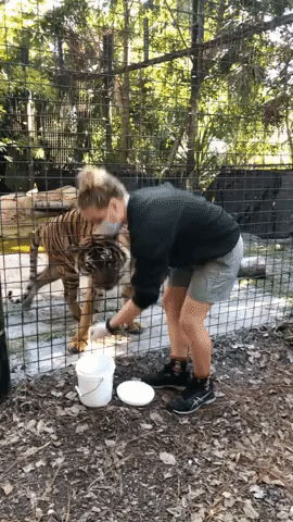 Footage Shows Eko the Tiger at Florida Zoo a Month Before Attack