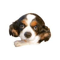 Dogs Love Sticker