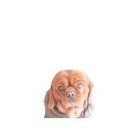 Dogs Love Sticker