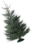 christbaum-service christmas weihnachten christbaumservice christbaum service Sticker