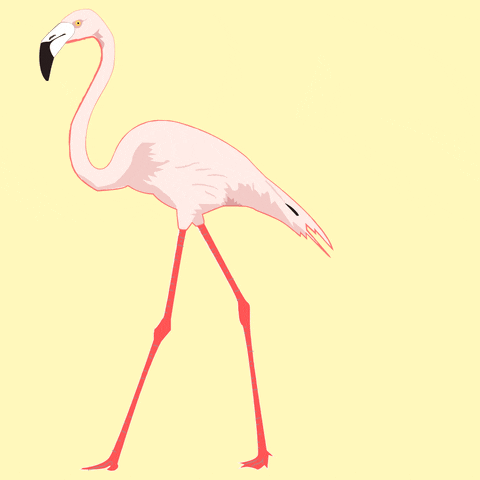 hannahgraphix giphyupload fashion pink bird GIF
