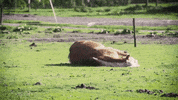 GIF by Sesame Street
