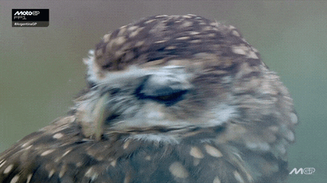 Racing Argentina GIF by MotoGP™