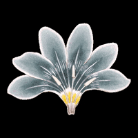 threadedbytatum nature flowers leaves botanical GIF