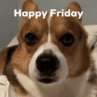 Dog Corgi GIF