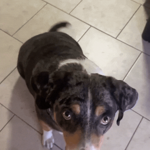 Dog Yes GIF