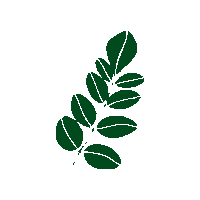 Moringa Sticker by Motherlove