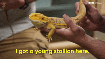 Young Stallion