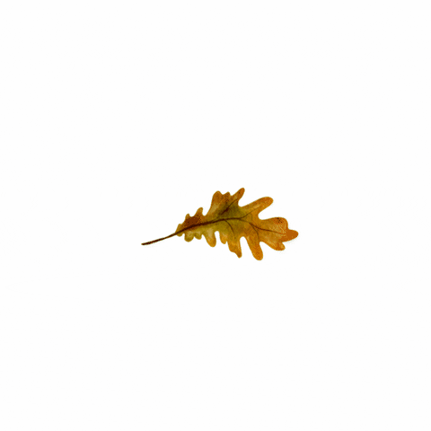 Samer_92 giphyupload giphystrobetesting GIF
