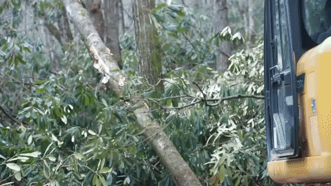 Trees Grading GIF by JC Property Professionals