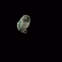 Walking Pickles GIF