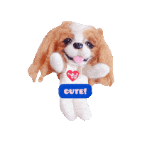 Cavalierkingcharlesspaniel Sticker