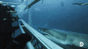 Double Trouble GIF by Shark Week