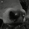 Country Eating GIF by Bayerischer Rundfunk