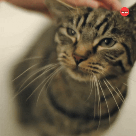 International Cat Day GIF by BuzzFeed